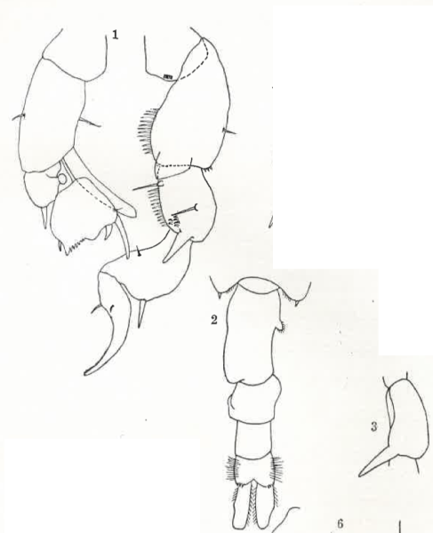 Pseudodiaptomus richardi M Wright 1936