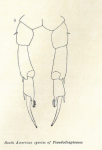 Pseudodiaptomus richardi F Wright 1936