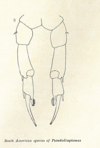 Pseudodiaptomus richardi F Wright 1936