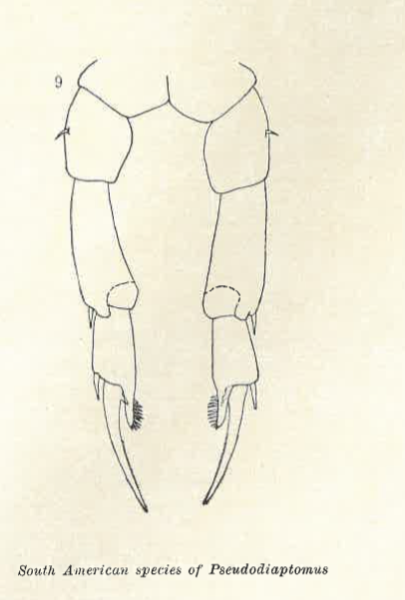 Pseudodiaptomus richardi F Wright 1936