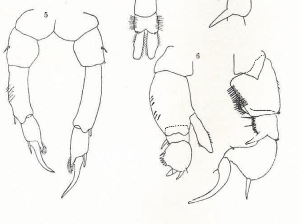 acutus F&amp;M Wright 1936