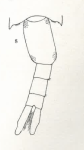 acutus F Ur Wright 1936