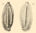 Quinqueloculina stelligera Schlumberger, 1893
