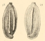 Quinqueloculina stelligera Schlumberger, 1893