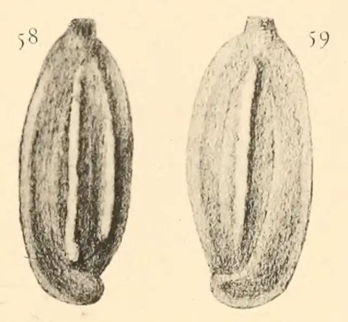 Quinqueloculina stelligera Schlumberger, 1893