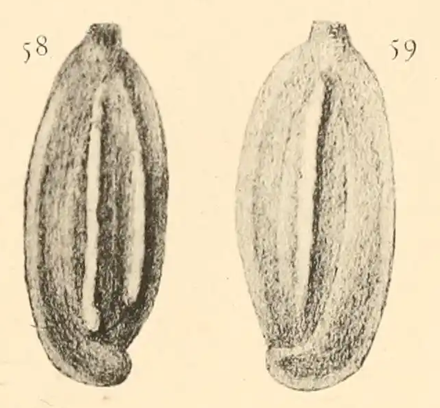 Quinqueloculina stelligera Schlumberger, 1893