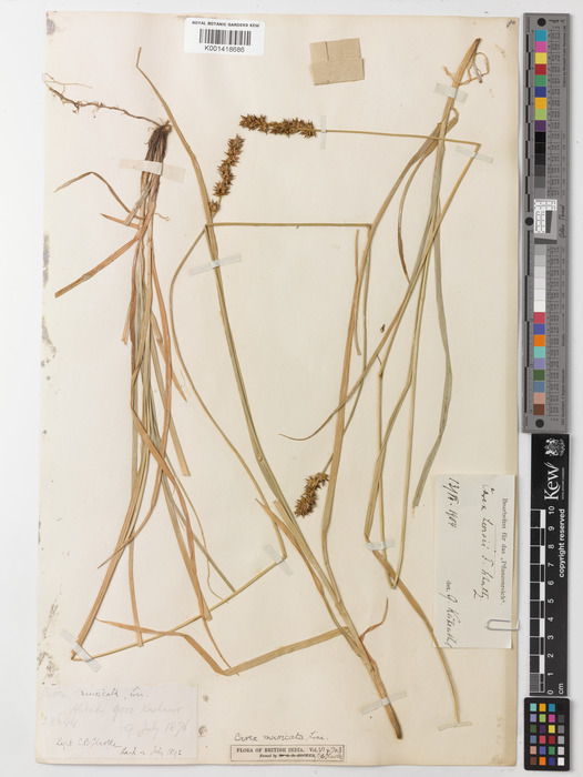 Holotype of Carex muricata subsp. ashokae (K 001418686)