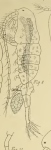 Pseudodiaptomus pelagicus