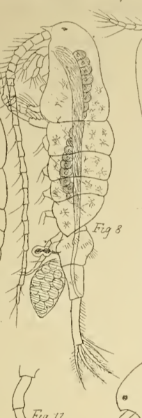 Pseudodiaptomus pelagicus