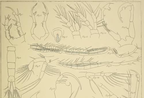 Pseudodiaptomus pelagicus