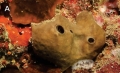 Plakortis madagascarensis
