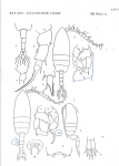 Pseudodiaptomus poplesia (Shen, 1955) 