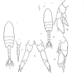 Pseudodiaptomus marinus Sato, 1913