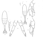 Pseudodiaptomus marinus Sato, 1913
