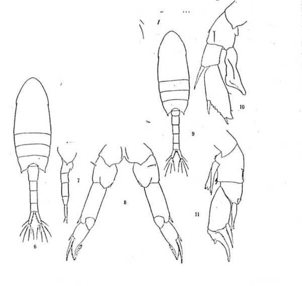 Pseudodiaptomus marinus Sato, 1913