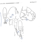 Pseudodiaptomus annandalei Sewell, 1919