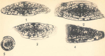 Triticites victorioensis Dunbar & Skinner, 1937