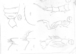 Pseudodiaptomus poppei Stingelin, 1900