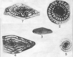 Triticites kellyensis Needham, 1937
