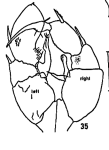 Pseudodiaptomus stuhlmanni (Poppe & Mrázek, 1895) 