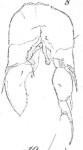 Schmackeria stuhlmanni Poppe & Mrázek, 1895 