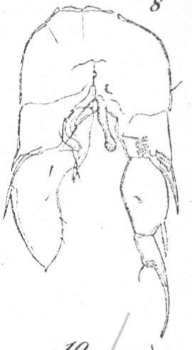 Schmackeria stuhlmanni Poppe &amp; Mrázek, 1895 