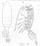 Schmackeria stuhlmanni Poppe & Mrázek, 1895 