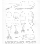 Pseudodiaptomus wrighti Johnson 1964