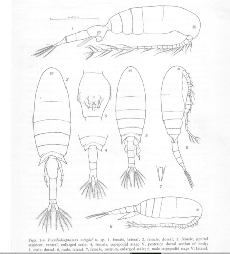 Pseudodiaptomus wrighti Johnson 1964