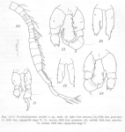 Pseudodiaptomus wrighti Johnson M.W., 1964