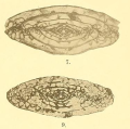 Fusulina (Schellwienia) centralis var. irregularis Staff, 1912