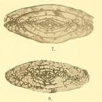 Fusulina (Schellwienia) centralis var. irregularis Staff, 1912