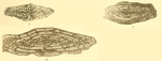 Fusulina (Schellwienia) centralis var. irregularis Staff, 1912