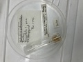Haliclona petrosioides sensu Bergquist, 1961
