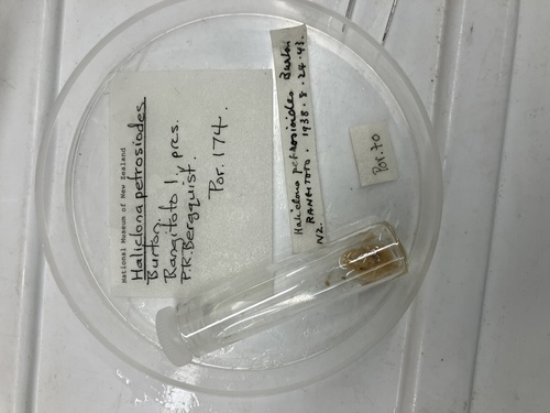 Haliclona petrosioides sensu Bergquist, 1961