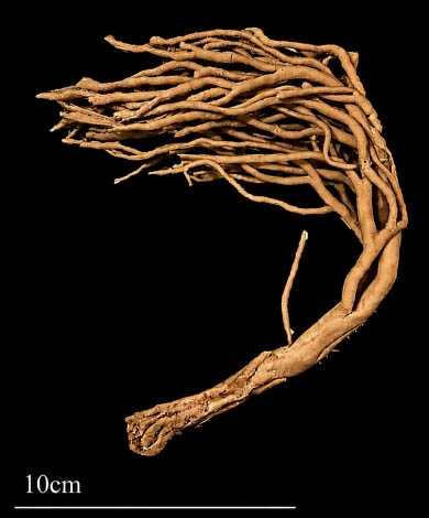 Homaxinea fruticosa Lehnert, Rooney &amp; Everett, 2026