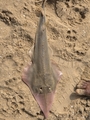 Glaucostegus younholeei 
