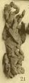 Cladochalina dendroides Von Lendenfeld, 1887