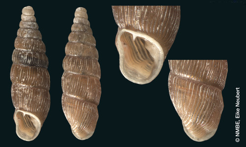 Glisschrus (Clausilia) cruciata S. Studer, 1820