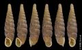 Clausilia cruciata (S. Studer, 1820)