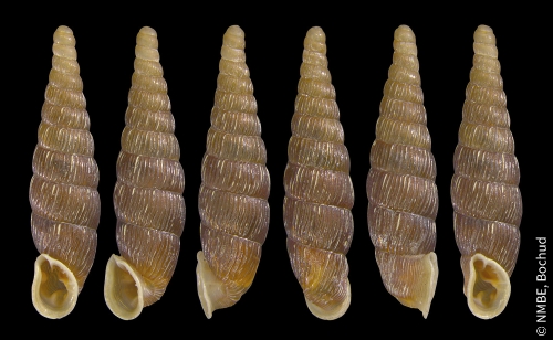 Clausilia cruciata (S. Studer, 1820)