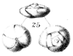 Pulvinulina exigua var. obtusa Burrows & Holland, 1897