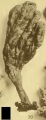 Chalinissa communis var. digitata Von Lendenfeld, 1887