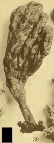 Chalinissa communis var. digitata Von Lendenfeld, 1887