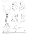 Pseudocyclops manadoensis