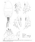 Pseudocyclops manadoensis