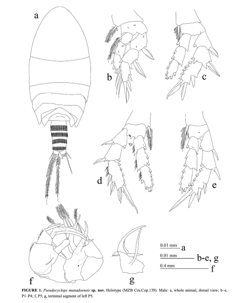 Pseudocyclops manadoensis