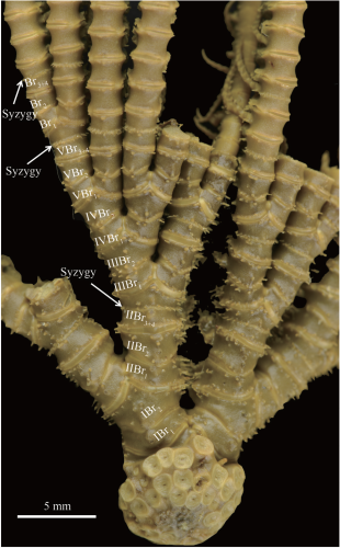 Thalassometra brachia holotype arm branching