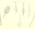 Original illustration of Carex pseudocyperus var. brachystachya