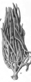 Dactylochalina cylindrica Lendenfeld, 1886